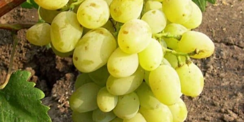 Prednosti i nedostaci sorte harold